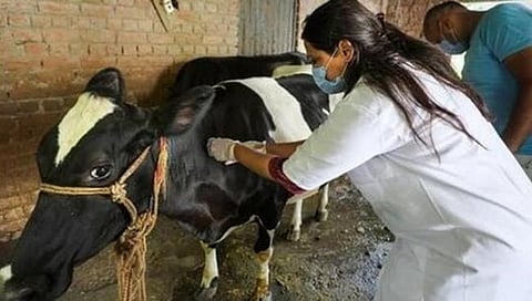 Lumpy disease : लम्पी आजारासाठी योग्य उपायजोनांच्या मागणीची उच्च न्यायालयात याचिका दाखल