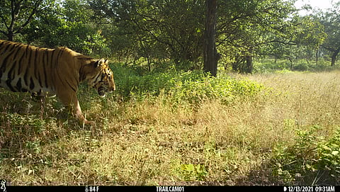 कोल्हापूर : वाघांच्या अस्तित्वावर वनविभागाच्या ‘कॅमेरा ट्रॅप’ने उमटवली मोहोर : पाहा Exclusive Photo