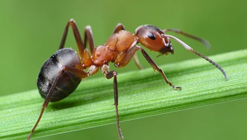 Ants On Earth : पृथ्वीवर राहतात 20,000,000,000,000,000 मुंग्या