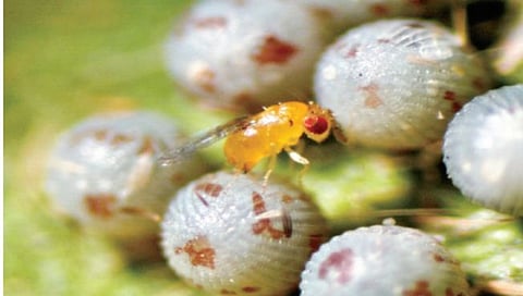 बुरशी आणि जीवाणूंद्वारे पिकांवरील कीड नियंत्रण कसे करावे?