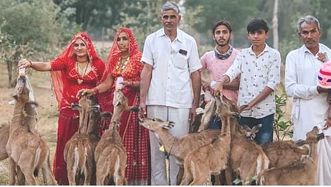 Bishnoi Community : काळवीटांचे काय आहे बिश्नोई समाजात महत्त्व?