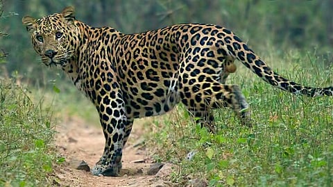 leopard