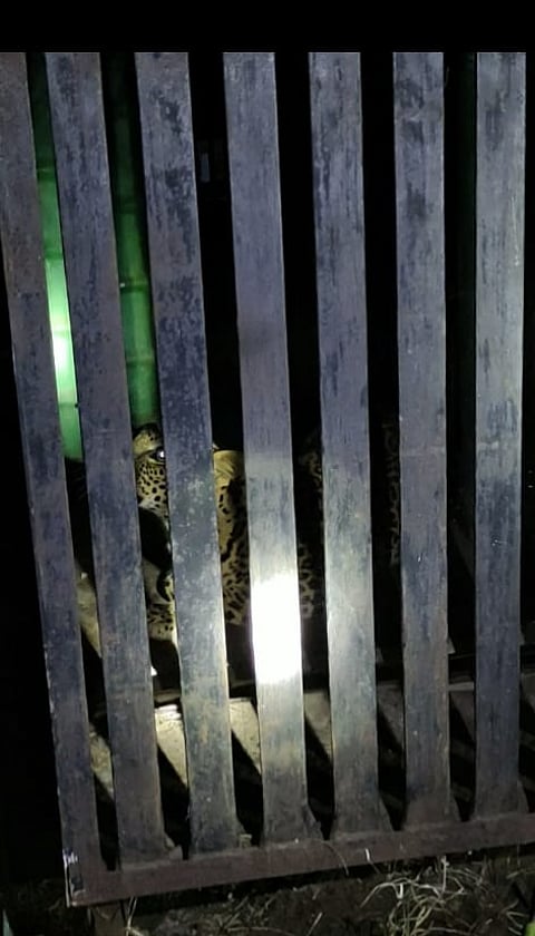 पिंपरखेड येथे पिंजऱ्यात अडलेला बिबट्या. (छायाः आबाजी पोखरकर)