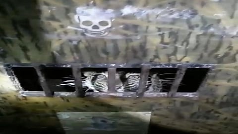 नाशिक : पिंजऱ्यातून बिबट्याच्या बछड्याची खणखणीत डरकाळी, पाहा व्हिडीओ