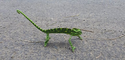 चासकमान धरण परिसरात दिसला दुर्मिळ शॅमेलियन सरडा