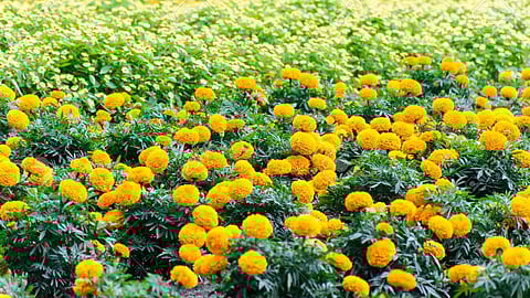 वाल्हे परिसरात झेंडू लागवडीवर भर, सणांचा हंगाम साधण्यासाठी शेतकर्यांकडून लागवडीचे नियोजन