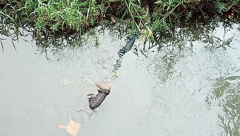 नाशिक : एकदंत नगरला नाल्यात युवकाचा मृतदेह आढळल्याने खळबळ
