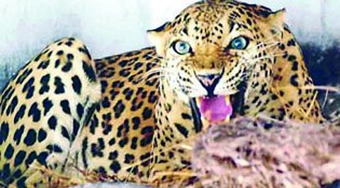 bibtya www.pudhari.news