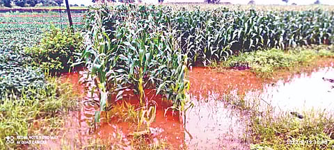 चांदवड: मुसळधार पावसामुळे शेतात उभे असलेल्या मका पिकातील पावसाचे पाणी.