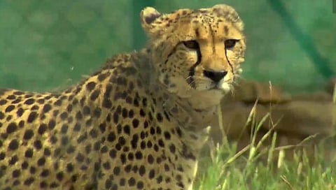 Chittah In India : कुनो राष्ट्रीय उद्यानात चित्त्याच्या वेगाचा थरार… पंतप्रधान मोदी यांच्या हस्ते पुनर्स्थापन