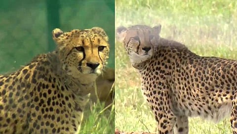 Chittah Welcom to India …असे आहे चित्त्यांचे नवे घर!