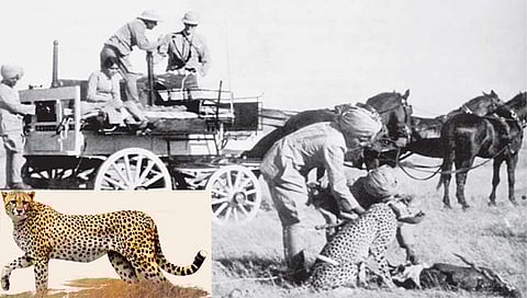 Cheetahs Return To India : स्वागत चित्याचे; राजर्षी शाहू महाराजांच्या काळात चित्त्यांकडून शिकार