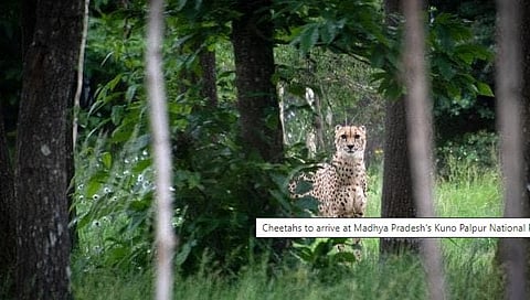 फक्त 6 दिवस उरले! नामिबियातील चित्ते भारतातील ‘या’ राष्ट्रीय उद्यानात पोहोचणार