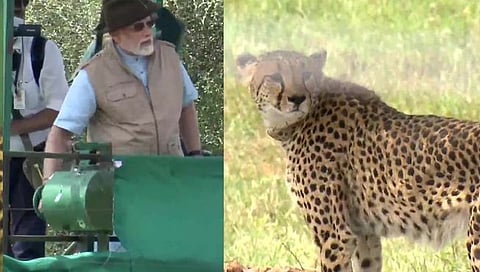 Chittah in India : चित्ते आले पण…