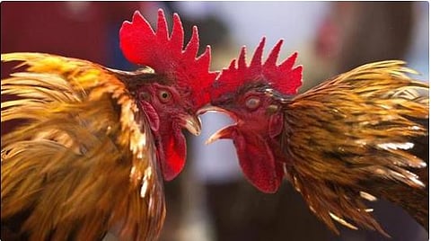 ban on cockfight sport : कोंबड्यांच्या झुंजीवरील बंदी कायम – नागपूर खंडपीठ