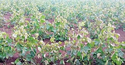 नेवासा : कपाशीवर अज्ञातांनी फवारले तणनाशक, शेतकर्यांचे मोठे नुकसान