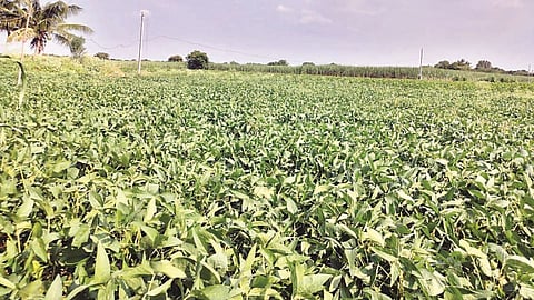 शेतकर्यांना लागली पावसाची आस; पिके सुकू लागली