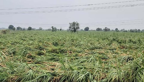 नगर जिल्ह्यात पावसाने 98 हेक्टर पिकांचे नुकसान