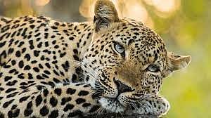 पुणे-सोलापूर राष्ट्रीय महामार्गावरील अपघातात बिबट्या ठार