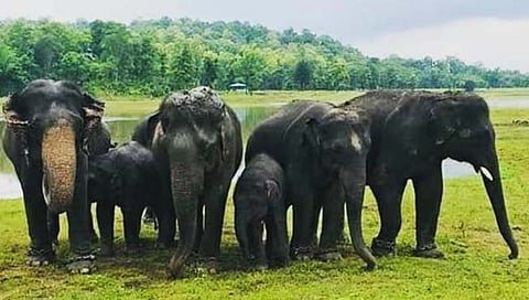 अंबानी प्राणी संग्रहालय