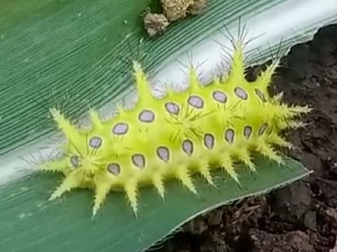 शेतकर्यांसमोर घोंगावतेय दुहेरी नैसर्गिक संकट