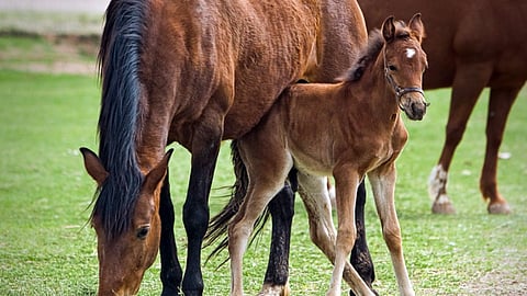 पारगाव : बिबट्याच्या हल्ल्यात धनगर मेंढपाळाचा घोडा मृत्युमुखी