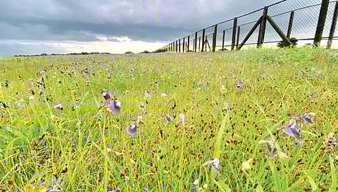 कासचा हंगाम शनिवारपासून बहरणार; 9 सप्टेंबरपासून ऑनलाईन बुकिंग : 100 रुपये शुल्क