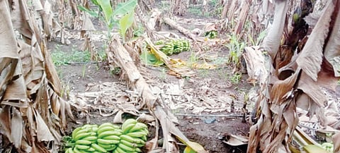 नैसर्गिक आपत्ती अन् व्यापार्यांकडून थट्टा, वादळाने केळीची बाग झाली उद्ध्वस्त