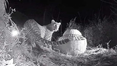 मादी बिबट्या