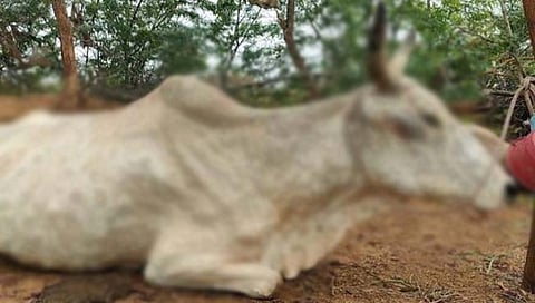 ‘लम्पी’ रोगाकडे दुर्लक्ष : महाराष्ट्र सरकारविरोधात जनहित याचिका दाखल