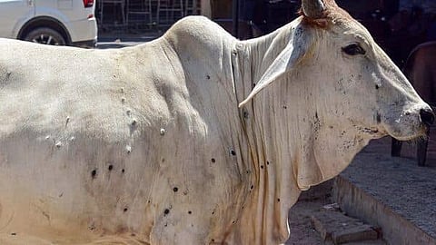 Lumpi Disease: चिंताजनक! पुणे जिल्ह्यात लम्पीचा कहर; 94 जनावरांचे बळी