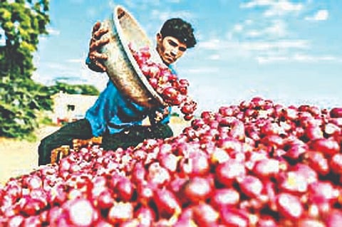 पिंपळनेर : साक्री येथे कांदादर कोसळून 800 वर