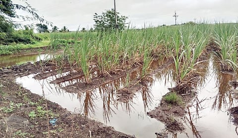 नगर : सप्टेंबरमध्ये धो-धो ! 9130 हेक्टर नुकसान