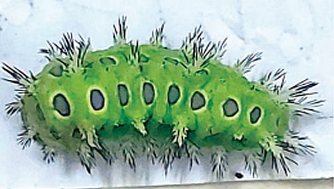 सांगली : तरुणीस घोणस अळीचा दंश