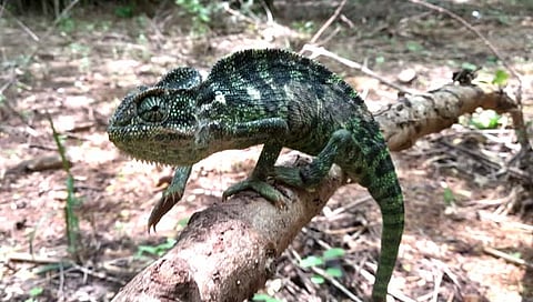 हत्ती सरडा