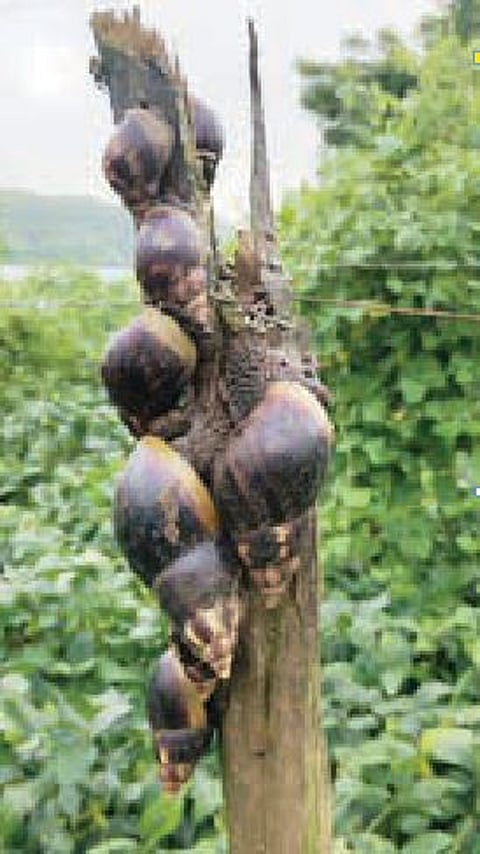 …आता शंखी गोगलगायींचा उपद्रव ! दरकवाडी परिसरातील चित्र