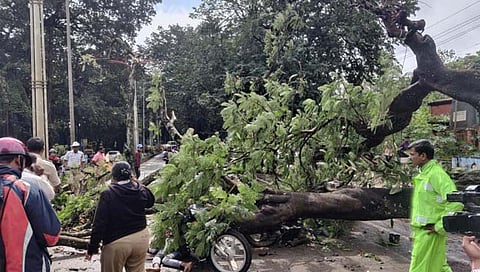 वृक्ष कोसळून दुचाकीस्वार ठार