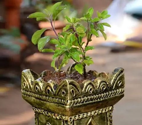 Vastu tips for Trees : घरात सुबत्ता, सकारात्मक ऊर्जेसाठी घरात ‘या’ वनस्पती हव्यातच