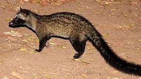 हिंजवडी येथे आढळले दुर्मिळ उदमांजर