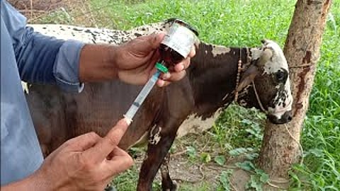 नगर : आता खासगी पशुवैद्यकीय डॉक्टर रडारवर!