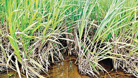 राहू बेट भागात उसावर आता लोकरी मावा