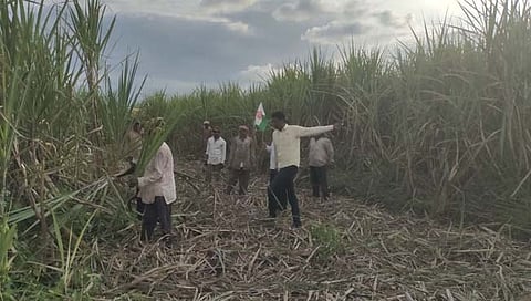 शिरोळ येथे 'स्वाभिमानी'च्या कार्यकर्त्यांनी ऊसतोड पाडली बंद