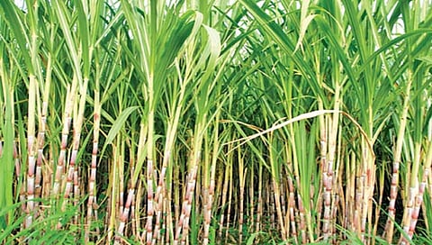 राज्याचा गाळप हंगाम 52 दिवसांनी घटला; साखर उत्पादनावर विपरीत परिणाम