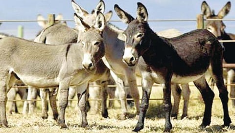 सांगलीतील गाढवांची चीनमध्ये तस्करी! … मोठे ‘रॅकेट’ सक्रिय