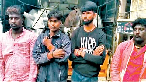 सांगली : गाढवे चोरणारी टोळी सांगलीत जेरबंद