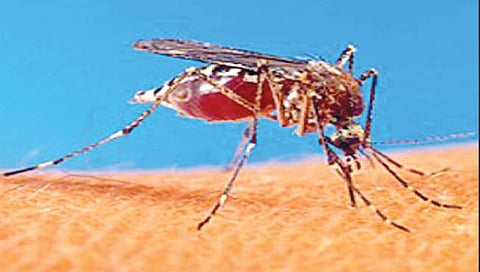 सातारा : डेंग्यू, चिकुणगुणियाच्या रूग्णसंख्येत वाढ; जिल्हावासियांना धास्ती