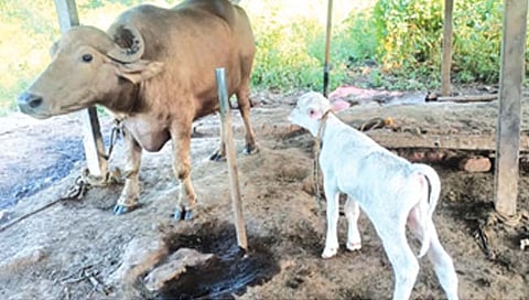 पालघर : टाकवहाल येथे म्हशीने दिला पांढर्या रेडकूला जन्म