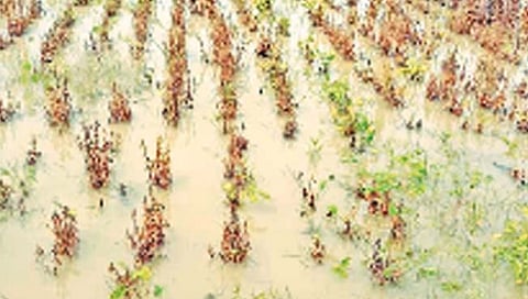 जालना : पावसाने पुन्हा उडविली दाणादाण … पिकांचे मोठे नुकसान