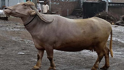 पूर्णाथडी म्हैस