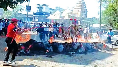 ठाणे जिल्ह्यात आगीतून गुरे उडवण्याची प्रथा